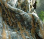 JACQUARD VELVET