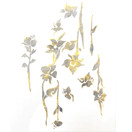 Primavera